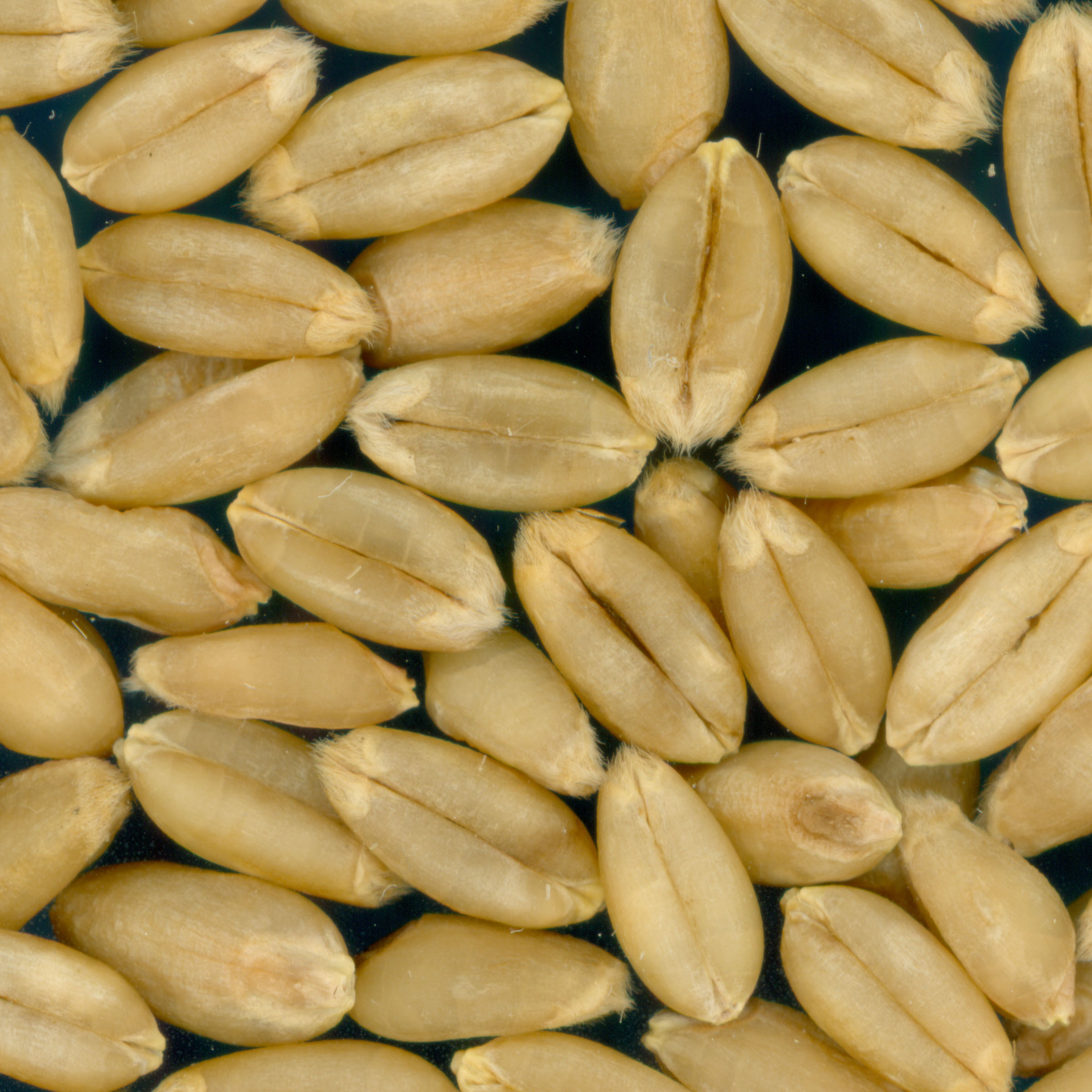 Click for 3 image(s) for this accession. KERNELS
